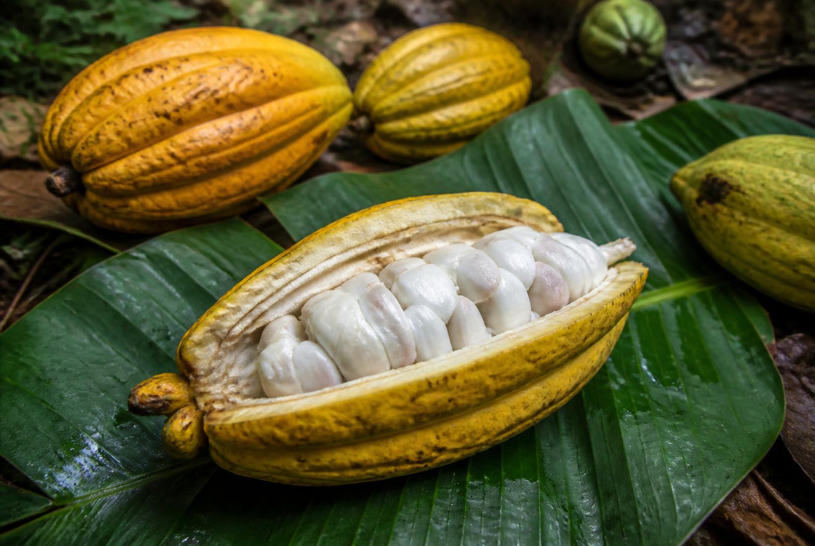 Opened cacao pod in a shaded Ghanaian cocoa grove